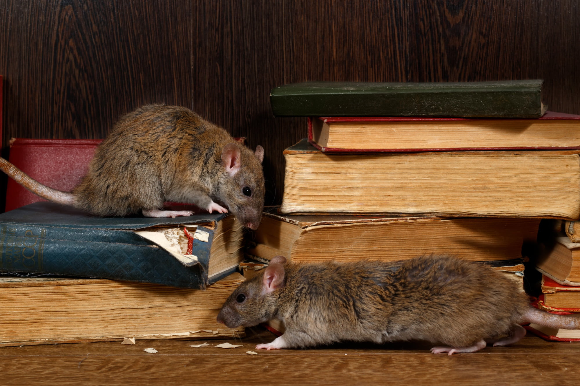Close Up Two Rat (rattus Norvegicus) Climbs On Old Books On The Flooring In The Library. Concept Of Rodent Control.