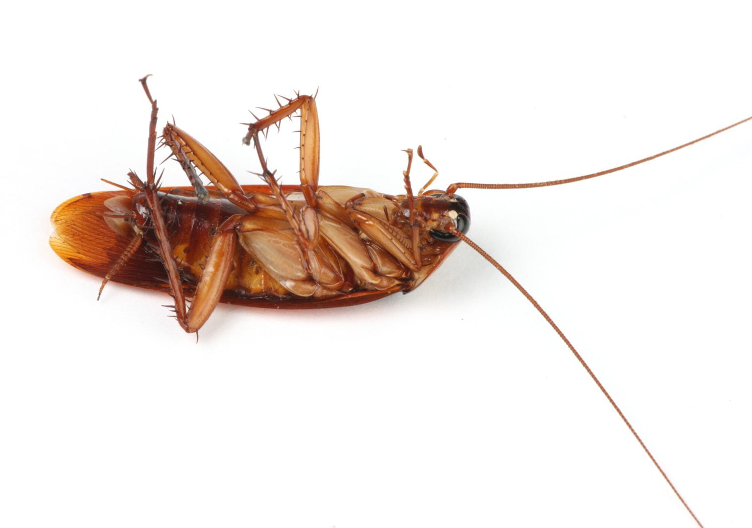 The Best Method in Killing Cockroaches Rebel Pest Control