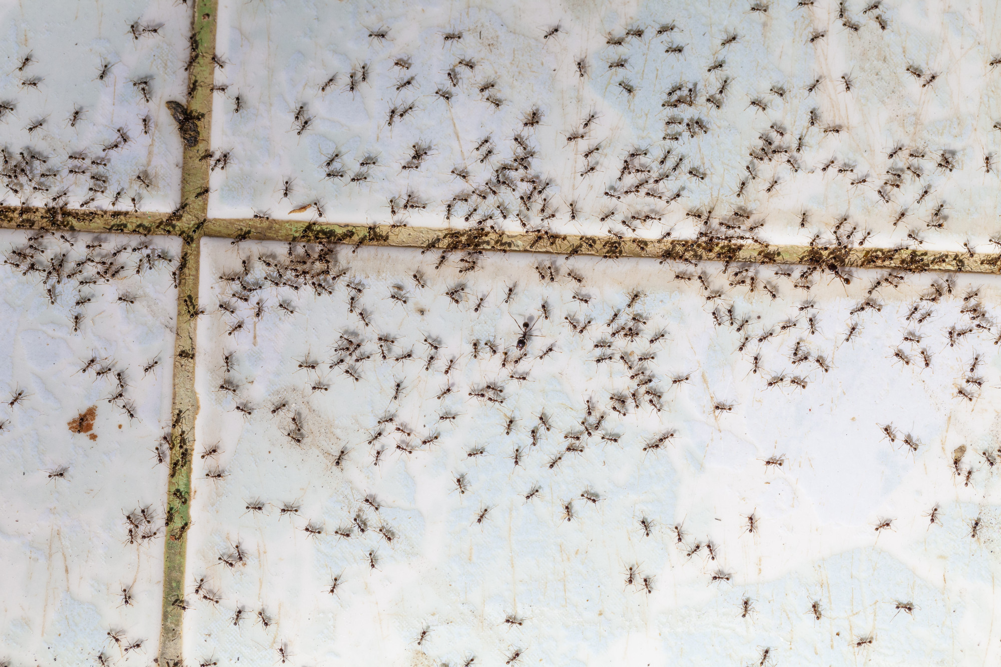 The Long-Term Effects of Ant Infestation - And What You Can Do Now